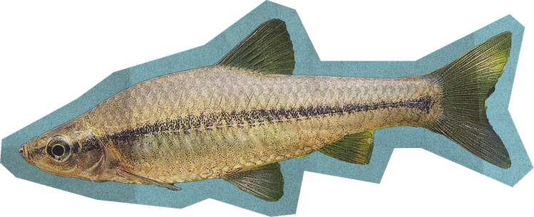 Fish Cut Out